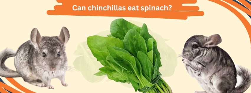 Can Chinchillas Eat Spinach