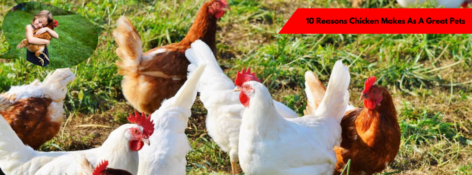 10 Reasons Chicken Makes As A Great Pets