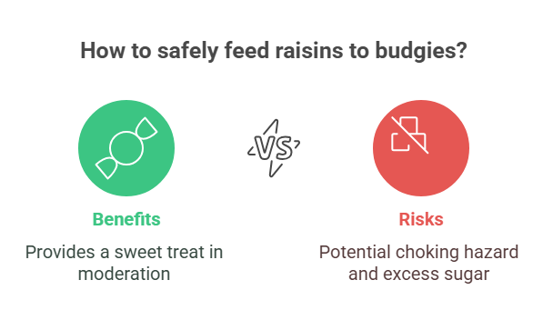 Are Raisins Safe For Budgies