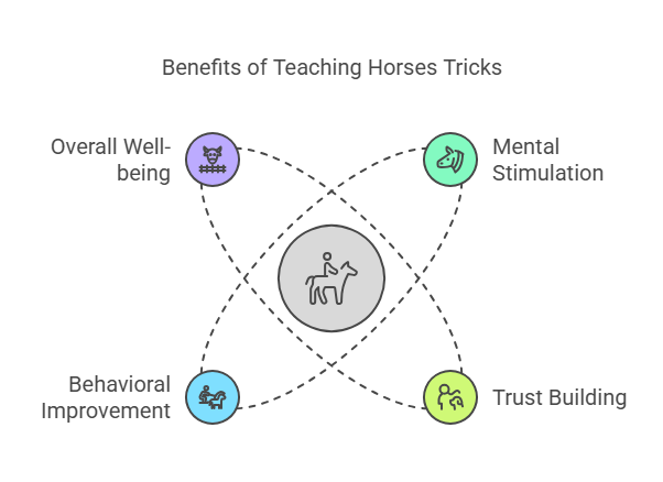 Benefits of Teaching Tricks to Horses