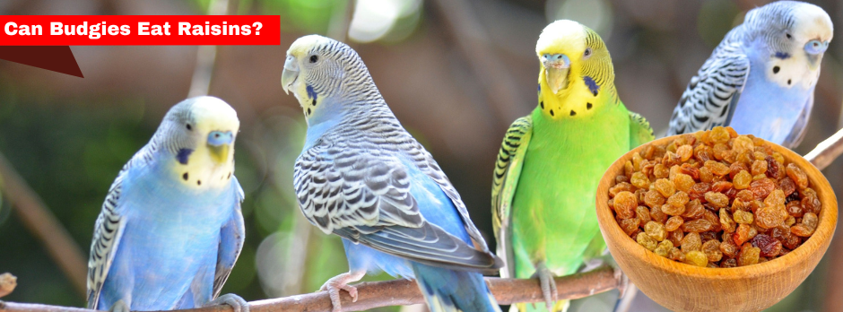 Can Budgies Eat Raisins?