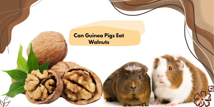 Can Guinea Pigs Eat Walnuts