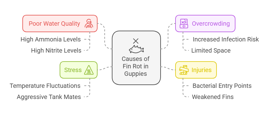 Common Causes of Fin Rot in Guppies