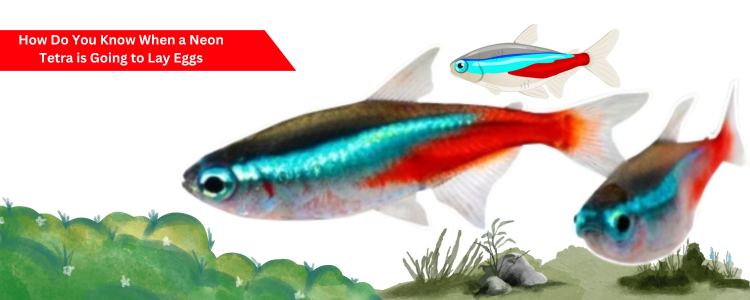 How Do You Know When a Neon Tetra is Going to Lay Eggs