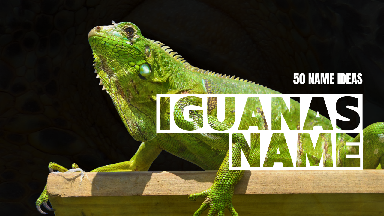 How To Name Your Iguana