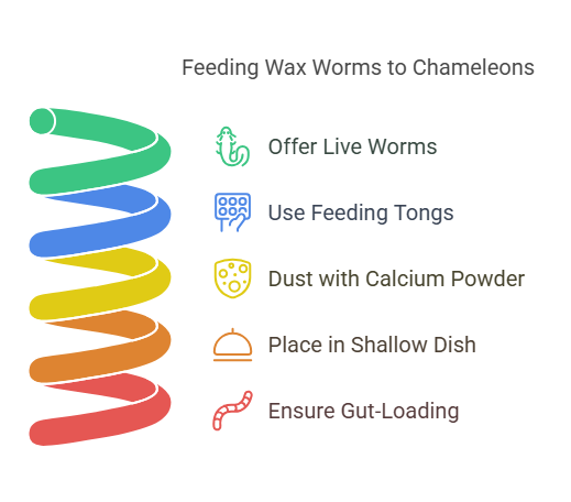 How to Feed Wax Worms to Chameleons