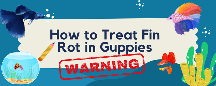 How to Treat Fin Rot in Guppies