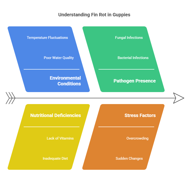 Signs and Symptoms of Fin Rot in Guppies