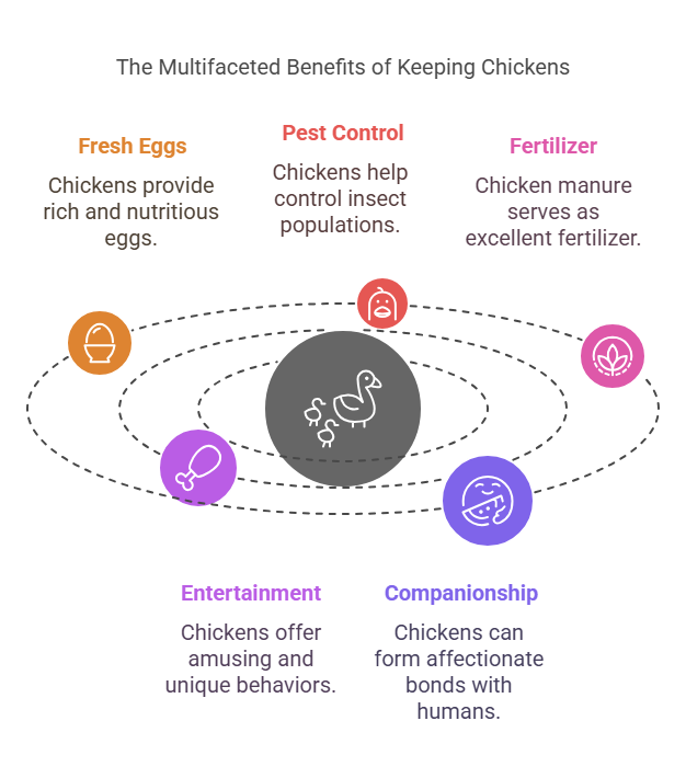  Benefits of a Chicken