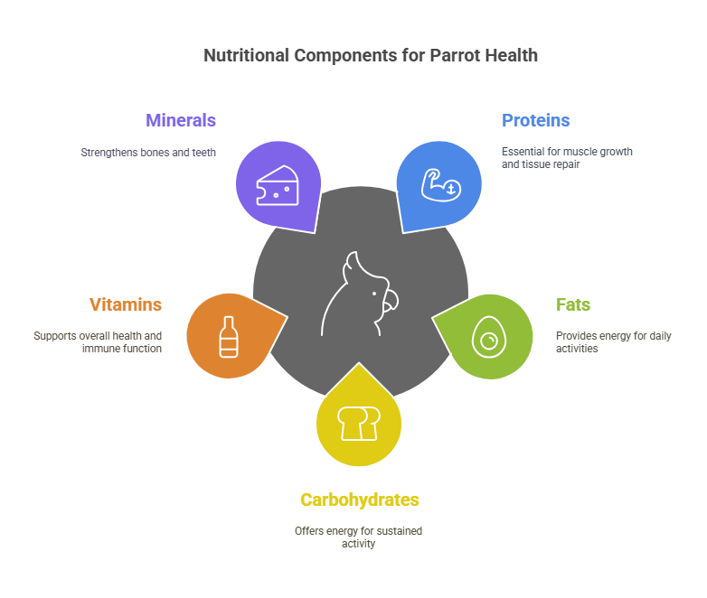 Nutritional Needs Of Parrots