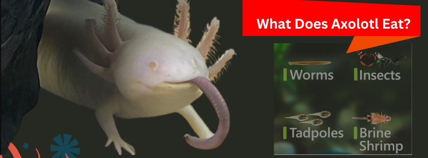 What Does Axolotl Eat?