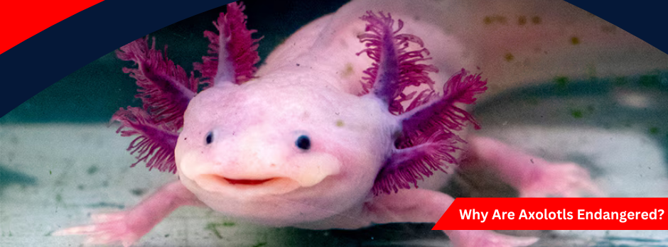 Why Are Axolotls Endangered