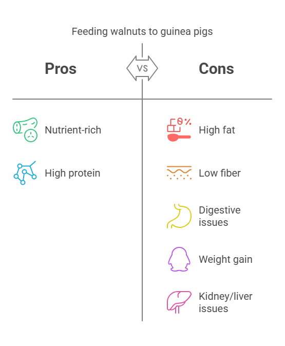 Why Can’t Guinea Pigs Eat Walnuts Regularly?