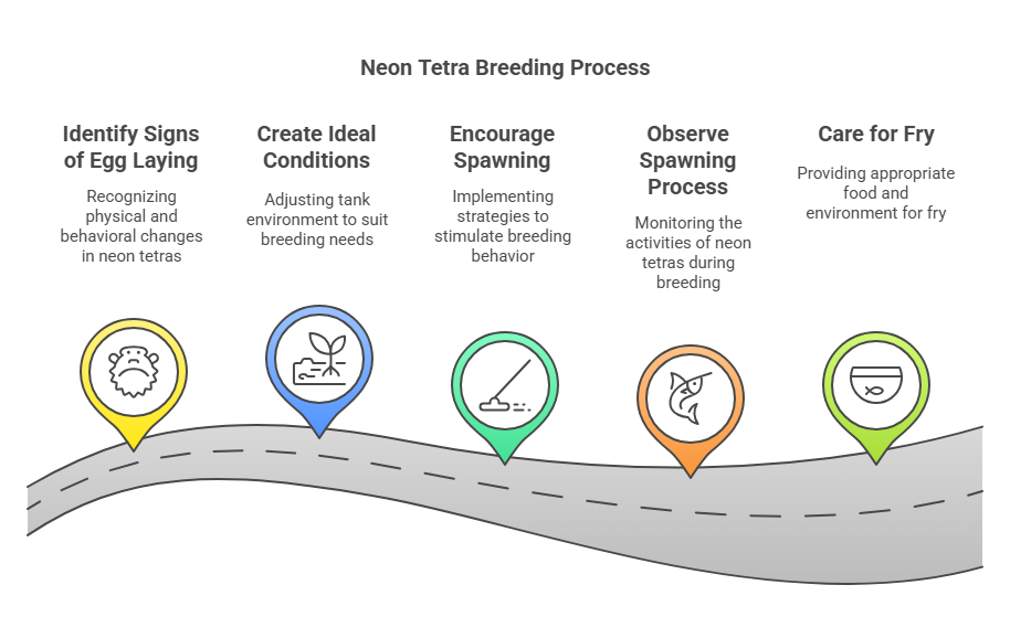 How Do You Know When a Neon Tetra is Going to Lay Eggs