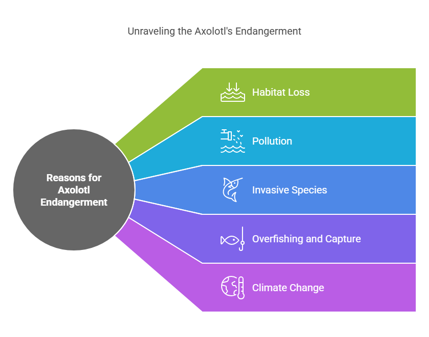 Reasons Axolotls Are Endangered