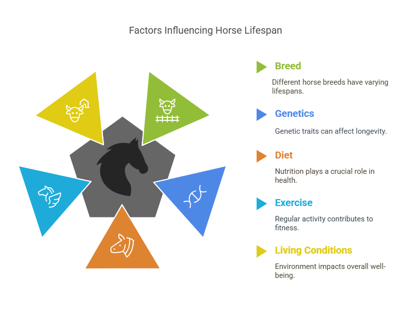 Average Lifespan of a Horse