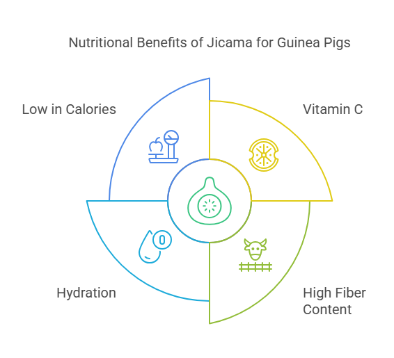 Benefits of Jicama for Guinea Pigs