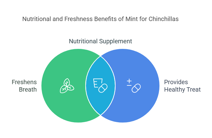 Benefits of Mint for Chinchillas