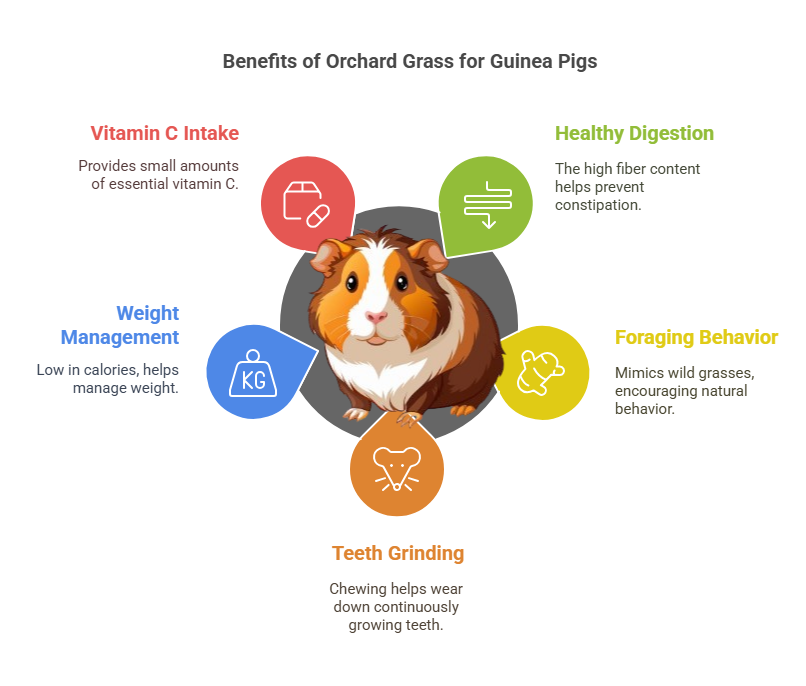 Benefits of Orchard Grass for Guinea Pigs