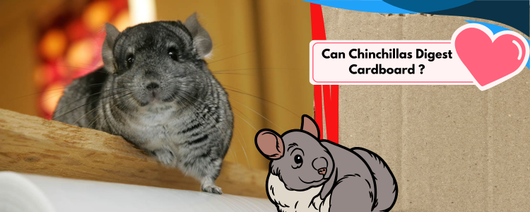 Can Chinchillas Digest Cardboard