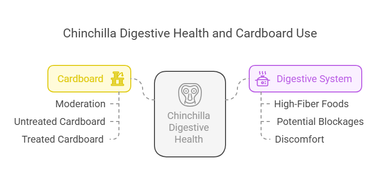 Can Chinchillas Digest Cardboard