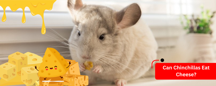 Can Chinchillas Eat Cheese?