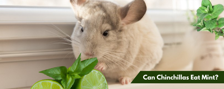 Can Chinchillas Eat Mint?