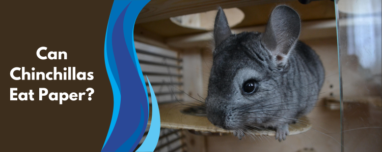 Can Chinchillas Eat Paper?