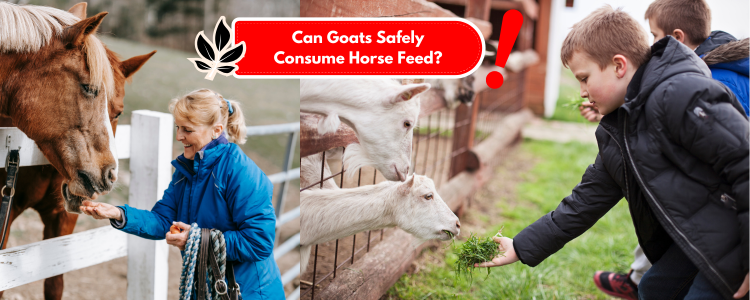 Can Goats Safely Consume Horse Feed?