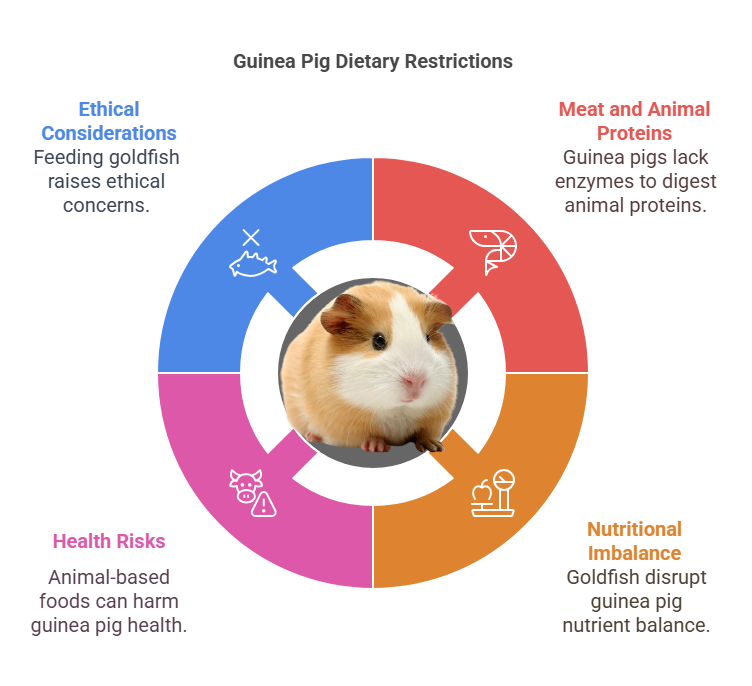 Can Guinea Pigs Eat Goldfish