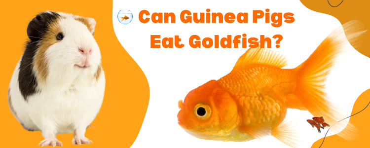 Can Guinea Pigs Eat Goldfish?