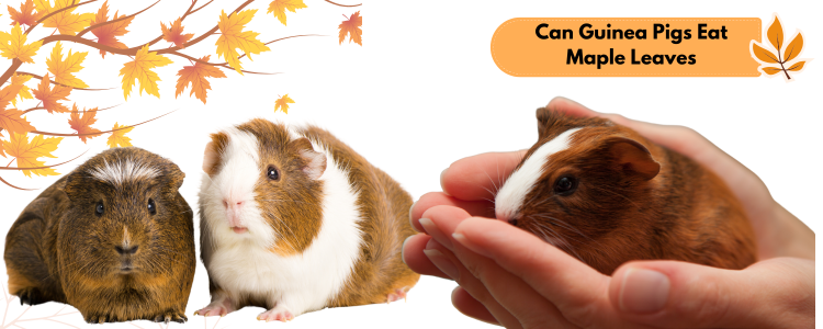 Can Guinea Pigs Eat Maple Leaves