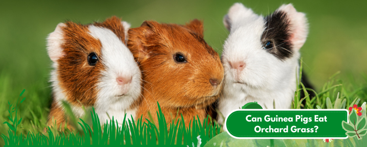 Can Guinea Pigs Eat Orchard Grass?