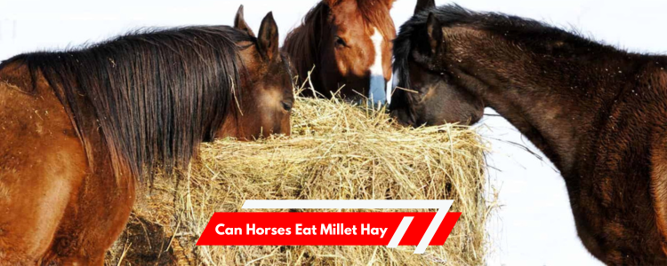 Can Horses Eat Millet Hay