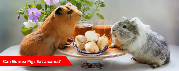 Can guinea pigs eat jicama?