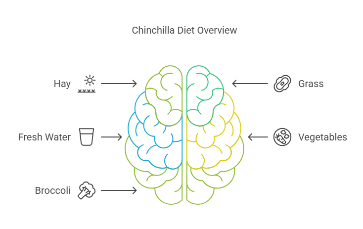 Chinchillas Herbivores