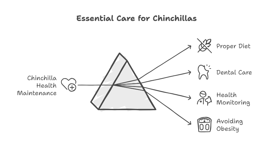 Essential Care for Chinchillas