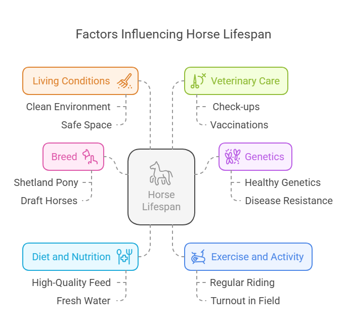 Factors That Affect a Horse's Lifespan