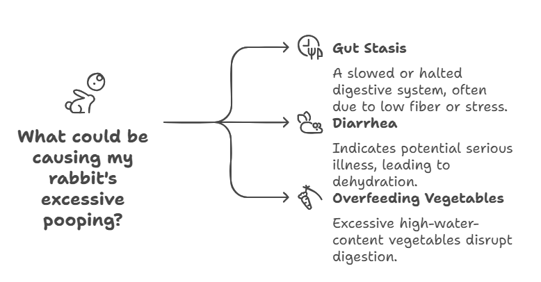 Health Conditions That Could Cause Excessive Pooping