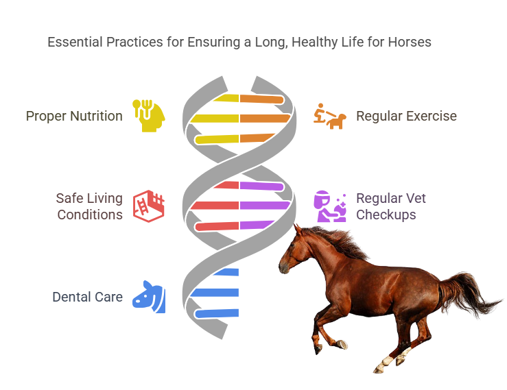 How Can You Help Your Horse Live Longer