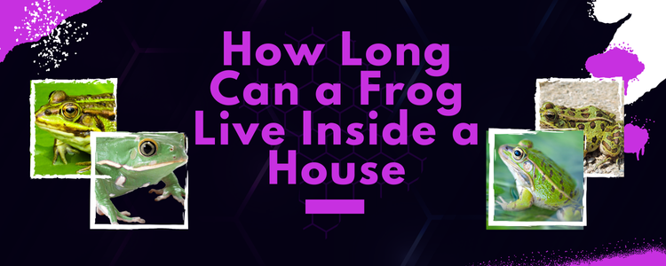 How Long Can a Frog Live Inside a House