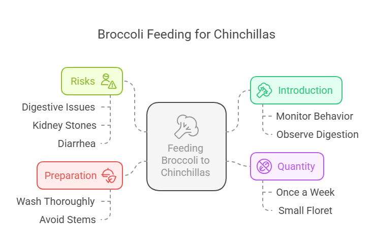 How to Safely Feed Broccoli to Your Chinchilla - visual selection