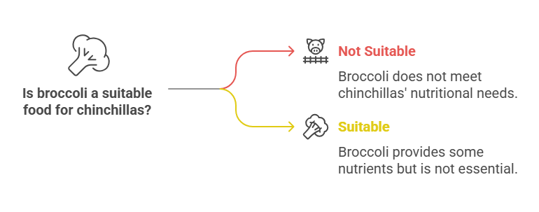 Nutritional Value of Broccoli