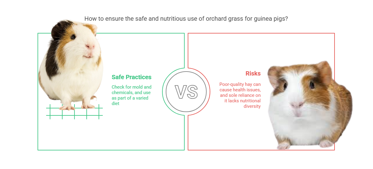 Potential Risks of Orchard Grass