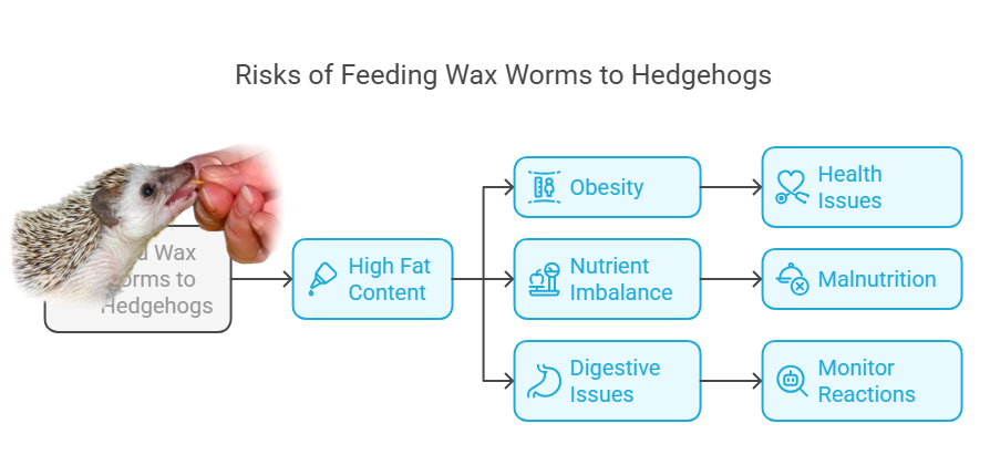 Risks of Feeding Wax Worms to Hedgehogs