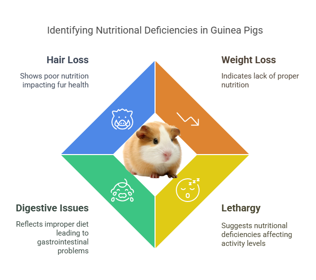 Signs of an Unhealthy Diet in Guinea Pigs