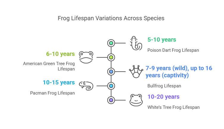 Understanding a Frog’s Natural Lifespan