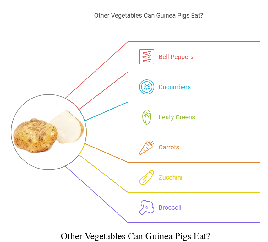 Other Vegetables Can Guinea Pigs Eat?