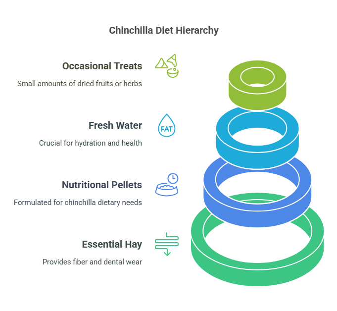 What Should Chinchillas Eat Instead