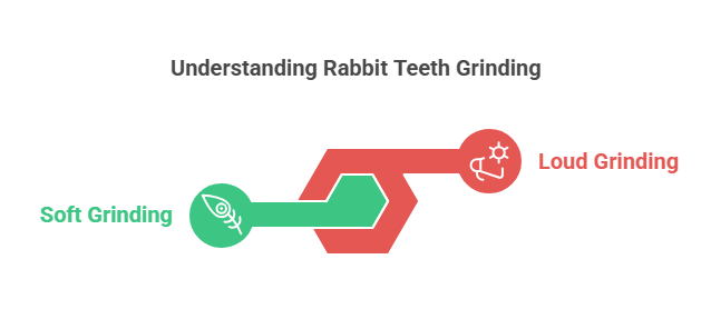 What is Teeth Grinding in Rabbits